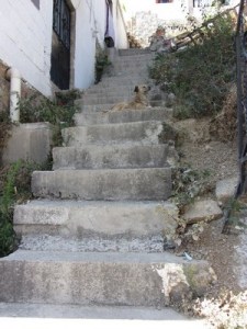 Dog on stairs