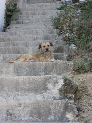 Dog on steps