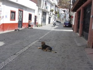 Dog in street, Taxco, Mexico