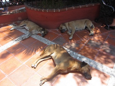 Dogs @ zocolo