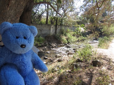 Blue Bear in Paintla, Mexico