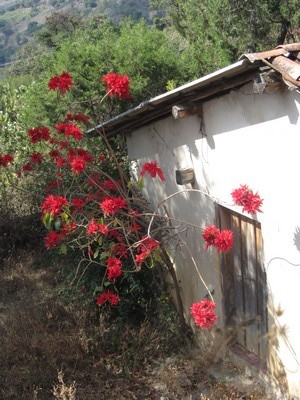 Mexican house with poinsettia