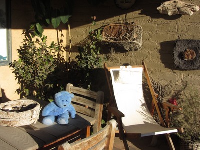Blue Bear relaxing, San Miguel de Allende, Mexico