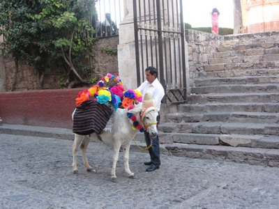 mule, San Miguel de Allende, Mexico
