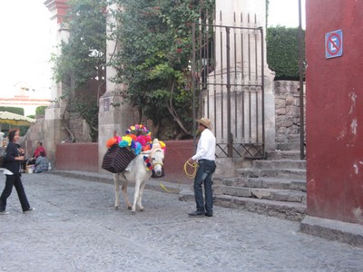 mule, San Miguel de Allende