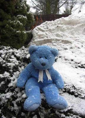 Blue Bear in snow