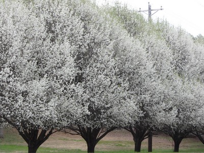 Blossoming trees, Georgia