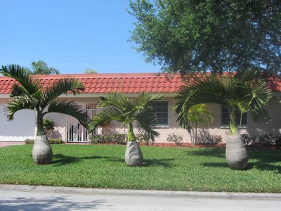 papa palm, Mama palm & Baby palm