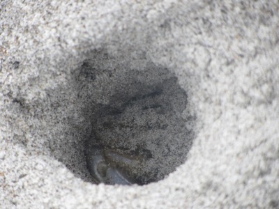Crab at Cocoa Beach, Florida