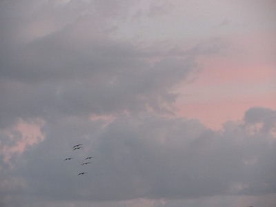 Birds and clouds over Cocoa Beach, Florida