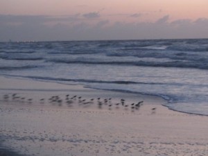 Birds on Cocoa Beach