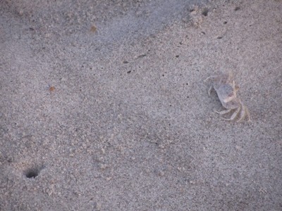 Ghost crab, Cocoa Beach, Florida