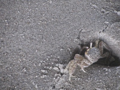 Ghost crab