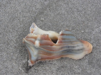 Sea shell