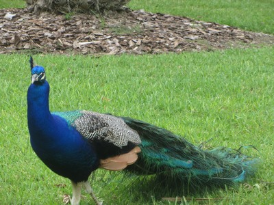 Peacocks in Cape Canaveral, Florida