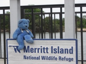 Blue Bear at Merritt Island National Wildlife Refuge