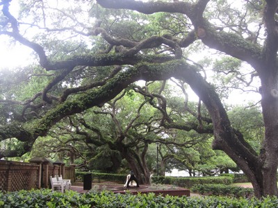 Live oaks and Spanish moss, St. Augustine, Florida