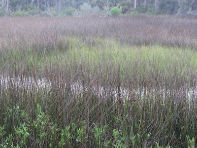 Salt Marsh, St. George Island, Florida
