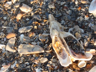Shells, Edisto Beach, Georgia