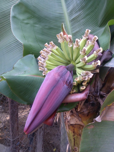 Banana flower, Ocotito, Mexico