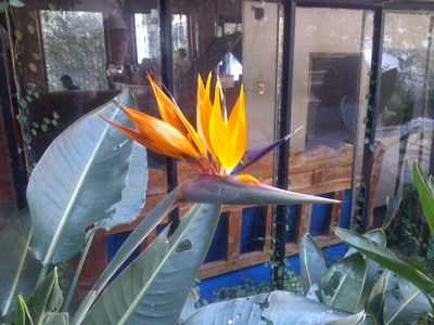 Bird of Paradise, Taxco, Mexico