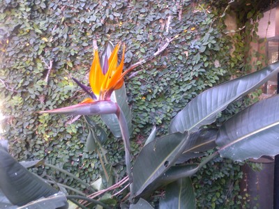 Bird of Paradise, Taxco, Mexico