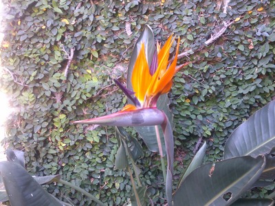 Bird of Paradise, Taxco, Mexico