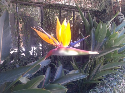 Bird of Paradise, Taxco, Mexico