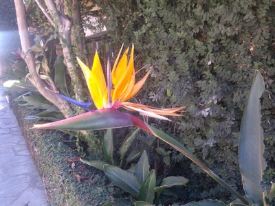 Bird of Paradise, Taxco, Mexico