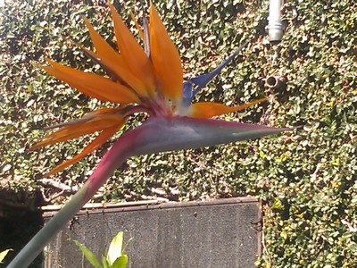 Bird of Paradise, Taxco, Mexico