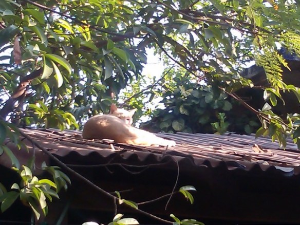 Cat on the roof, Ocotito, Mexico