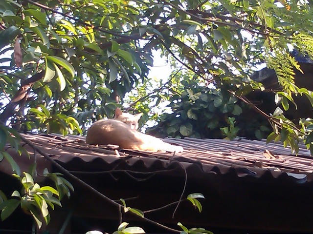 Cat on a tin roof, Family compound, Ocotito, Mexico