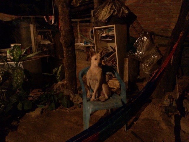 Watch dog,, El Ocotito, Mexico