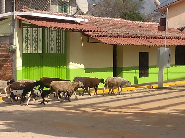 Sheep and goats, street scene, El Ocotito, Mexico