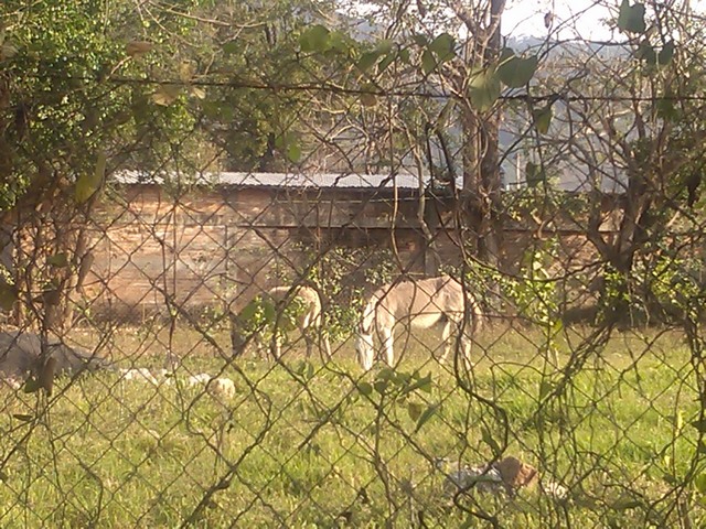 Burros in yard, Mexico