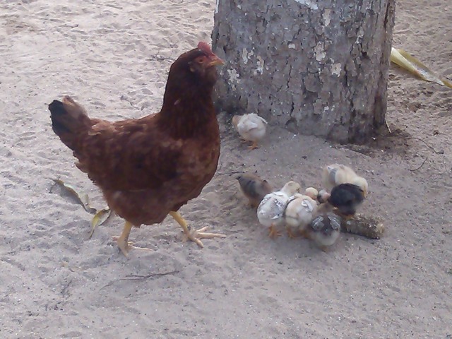 Chickens in yard, Mexico