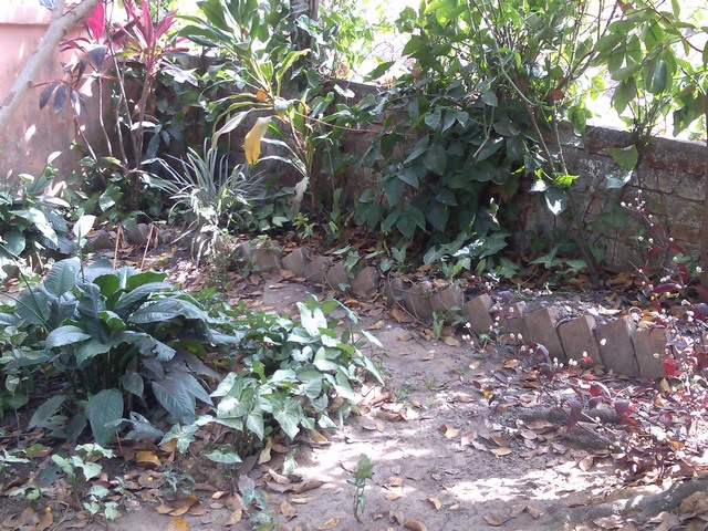 Jardin, El Ocotito, Mexico