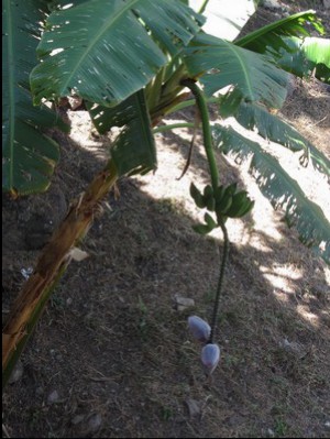 Banana flower, Acamixtla, Mexico