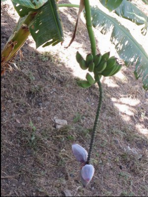 Banana flower, Acamixtla, Mexico