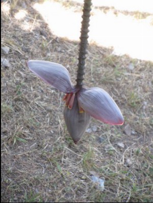 Banana flower, Acamixtla, Mexico