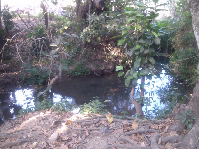 The springs at Buena Vista, Mexico