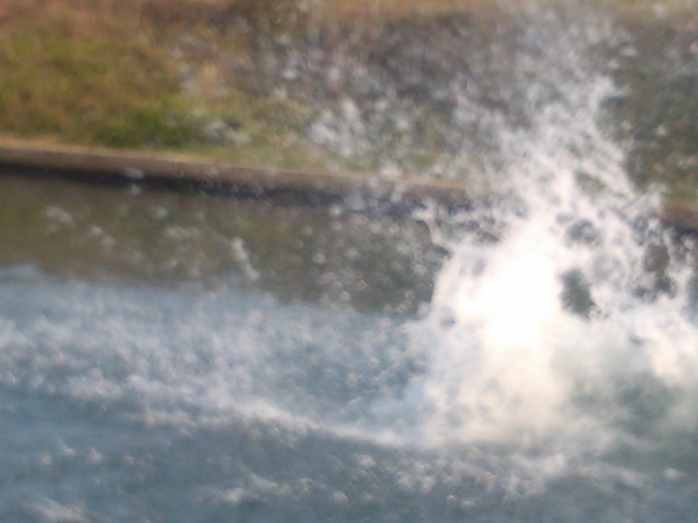 The springs at Buena Vista, Mexico