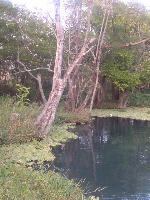 The springs at Buena Vista, Mexico
