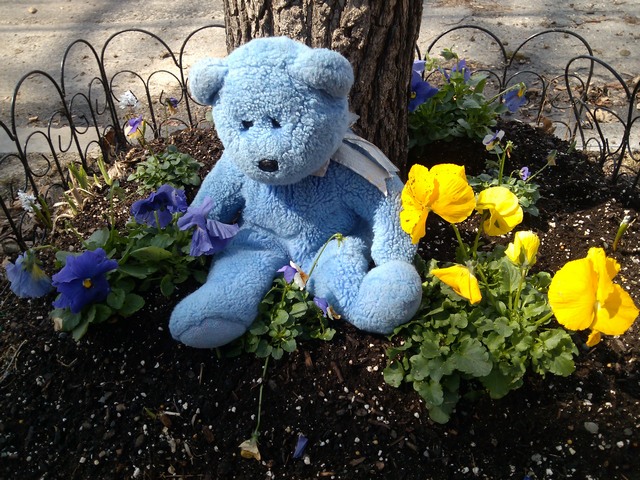 Blue Bear and pansies