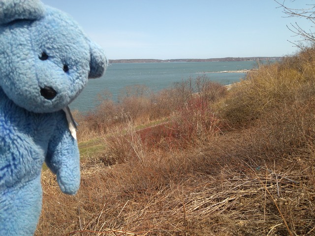 Blue Bear, Back Bay, Portland, Maine