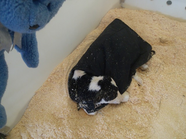 Hours old calf, Pineland Farms, New Gloucester, Maine