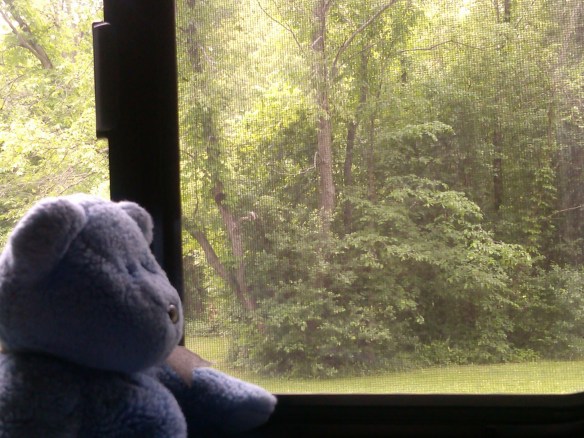 Blue Bear looking out trailer window